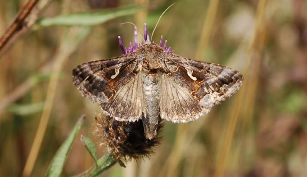 An adult silver Y moth